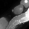 Thumbnail for dataset Fig1E_DMRE_110215-1