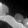 Thumbnail for dataset Fig1E_DMRE_110301-1