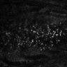 Thumbnail for dataset Fig2EF-S2E-S2H_29