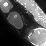 Thumbnail for dataset Fig1E_DMRE_110301-3
