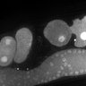 Thumbnail for Fig1E_DMRE_110419-1