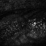 Thumbnail for dataset Fig2EF-S2E-S2H_49