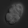 Thumbnail for RNAi_C26E6.4_040601_01