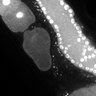 Thumbnail for dataset Fig1E_DMRE_110419-2