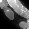 Thumbnail for dataset Fig1E_DMRE_110419-3