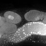 Thumbnail for Fig1E_DMRE_110419-4