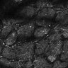 Thumbnail for dataset Fig4E-G-S3H_1_