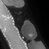 Thumbnail for dataset Fig1E_DMRE_110420-2