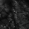 Thumbnail for dataset Fig4E-G-S3H_3_