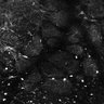 Thumbnail for dataset Fig4E-G-S3H_5