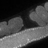 Thumbnail for dataset Fig1F_TiE_120517-1