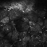 Thumbnail for dataset Fig4E-G-S3H_10