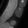 Thumbnail for dataset Fig1F_TiE_120517-2