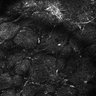 Thumbnail for dataset Fig4E-G-S3H_13_