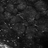 Thumbnail for dataset Fig4E-G-S3H_14