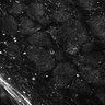 Thumbnail for Fig4E-G-S3H_15