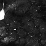 Thumbnail for Fig4E-G-S3H_22_