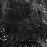 Thumbnail for dataset Fig4E-G-S3H_25