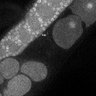 Thumbnail for dataset Fig1F_TiE_120619-3