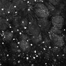 Thumbnail for Fig4E-G-S3H_36