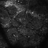 Thumbnail for dataset Fig4E-G-S3H_41