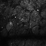 Thumbnail for dataset Fig4E-G-S3H_43