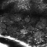 Thumbnail for dataset Fig4E-G-S3H_47