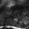 Thumbnail for dataset Fig4E-G-S3H_48_