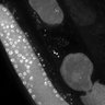 Thumbnail for dataset Fig1G_DMRE_110802-1