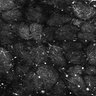 Thumbnail for dataset Fig4E-G-S3H_53