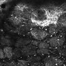 Thumbnail for dataset Fig4E-G-S3H_54