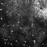 Thumbnail for dataset Fig4E-G-S3H_55_