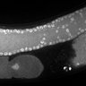 Thumbnail for dataset Fig1G_DMRE_110802-2