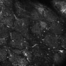 Thumbnail for dataset Fig4E-G-S3H_59
