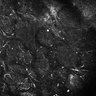 Thumbnail for dataset Fig4E-G-S3H_60