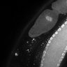Thumbnail for dataset Fig1G_DMRE_110802-3