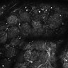 Thumbnail for dataset Fig4E-G-S3H_66