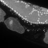 Thumbnail for dataset Fig1G_DMRE_110802-4