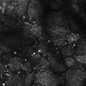 Thumbnail for dataset Fig4E-G-S3H_77_
