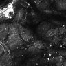 Thumbnail for dataset Fig4E-G-S3H_78_
