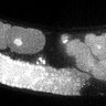 Thumbnail for dataset Fig3C_TiE_120425-1