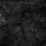 Thumbnail for dataset Fig5-S5_Acp_FOV2_8
