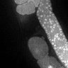 Thumbnail for dataset Fig3C_TiE_120703-1