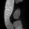 Thumbnail for dataset Fig3C_TiE_120703-2