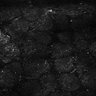 Thumbnail for dataset Fig5-S5_Acp_FOV2_26