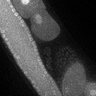 Thumbnail for dataset Fig3F_TiE_140708-1
