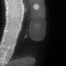 Thumbnail for dataset Fig3F_TiE_140708-2