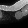 Thumbnail for dataset Fig3F_TiE_140708-6