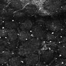 Thumbnail for dataset Fig5-S5_Bu_FOV2_6