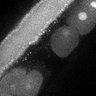 Thumbnail for dataset Fig3F_TiE_140708-7
